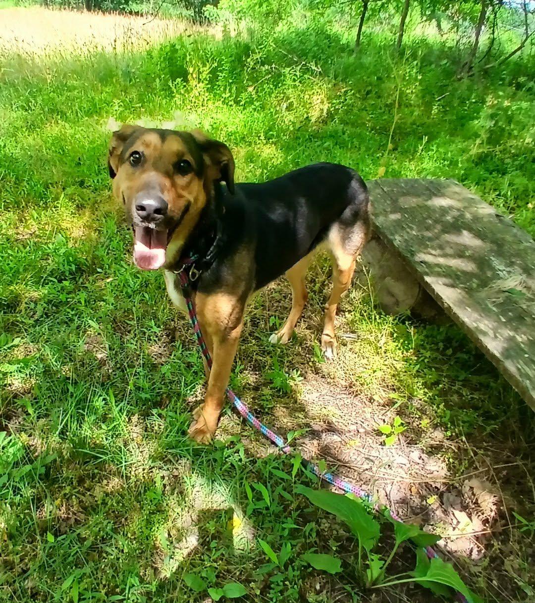 Enlarge Rhea, a ADOPTABLE mixed breed in Saugerties, NY image 6/6