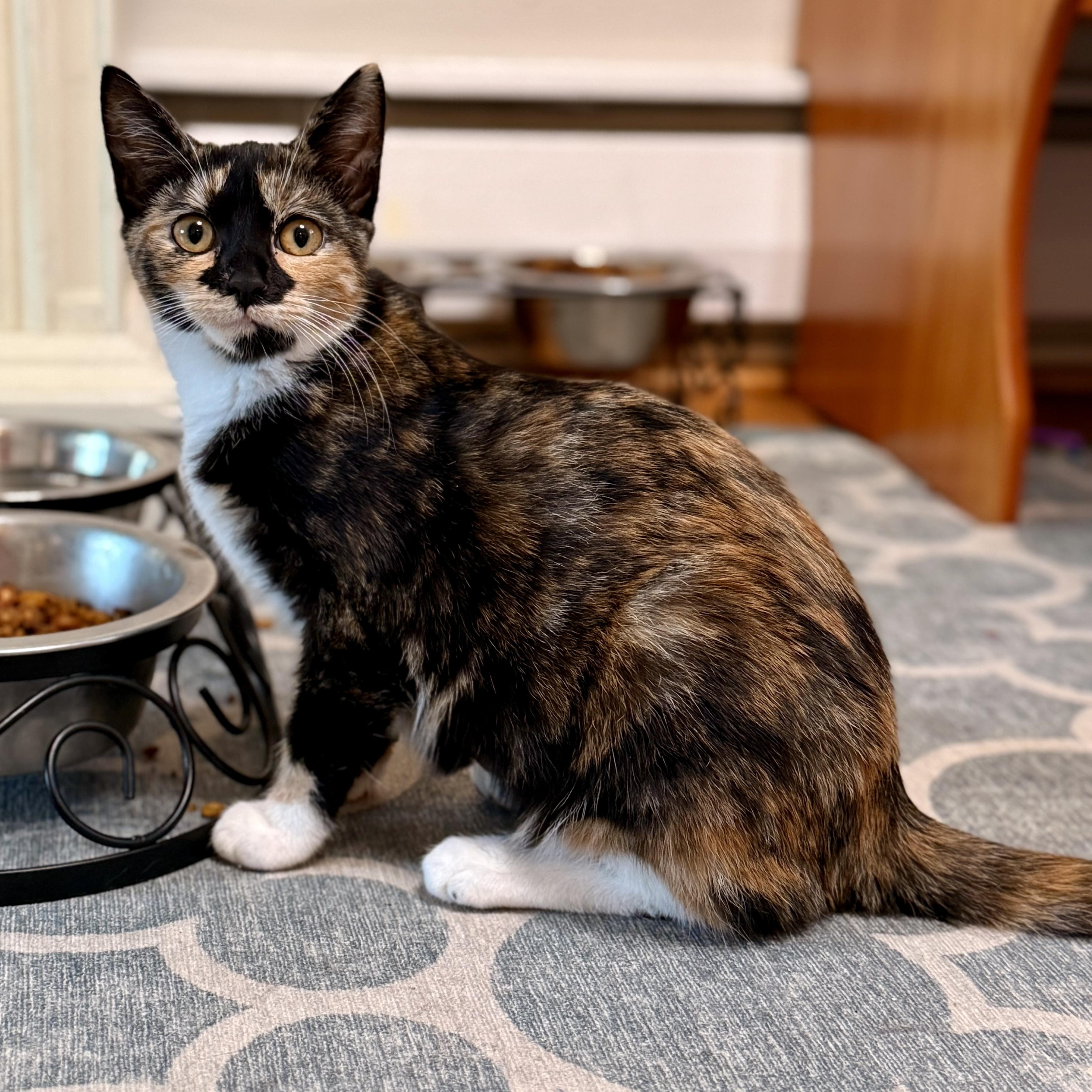 Mustang Sally, Adoptable, Kitten Female Domestic Short Hair.