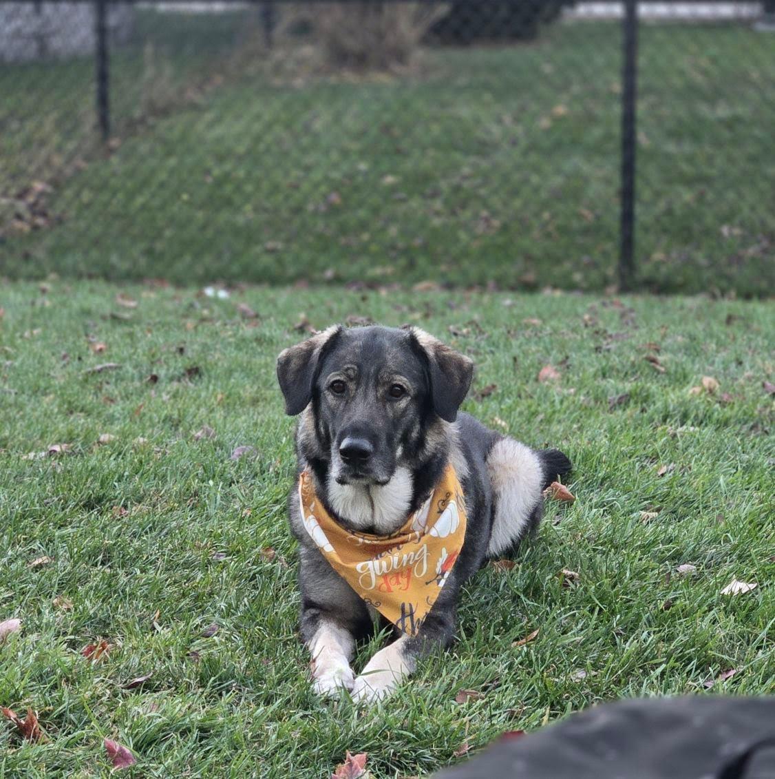 Genoa, Adoptable, Adult Female Shepherd.