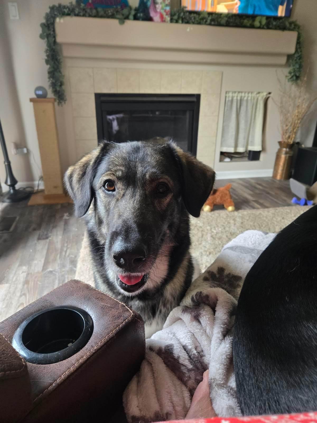 Enlarge Genoa, a Adoptable mixed breed in Oswego, IL image 2/5