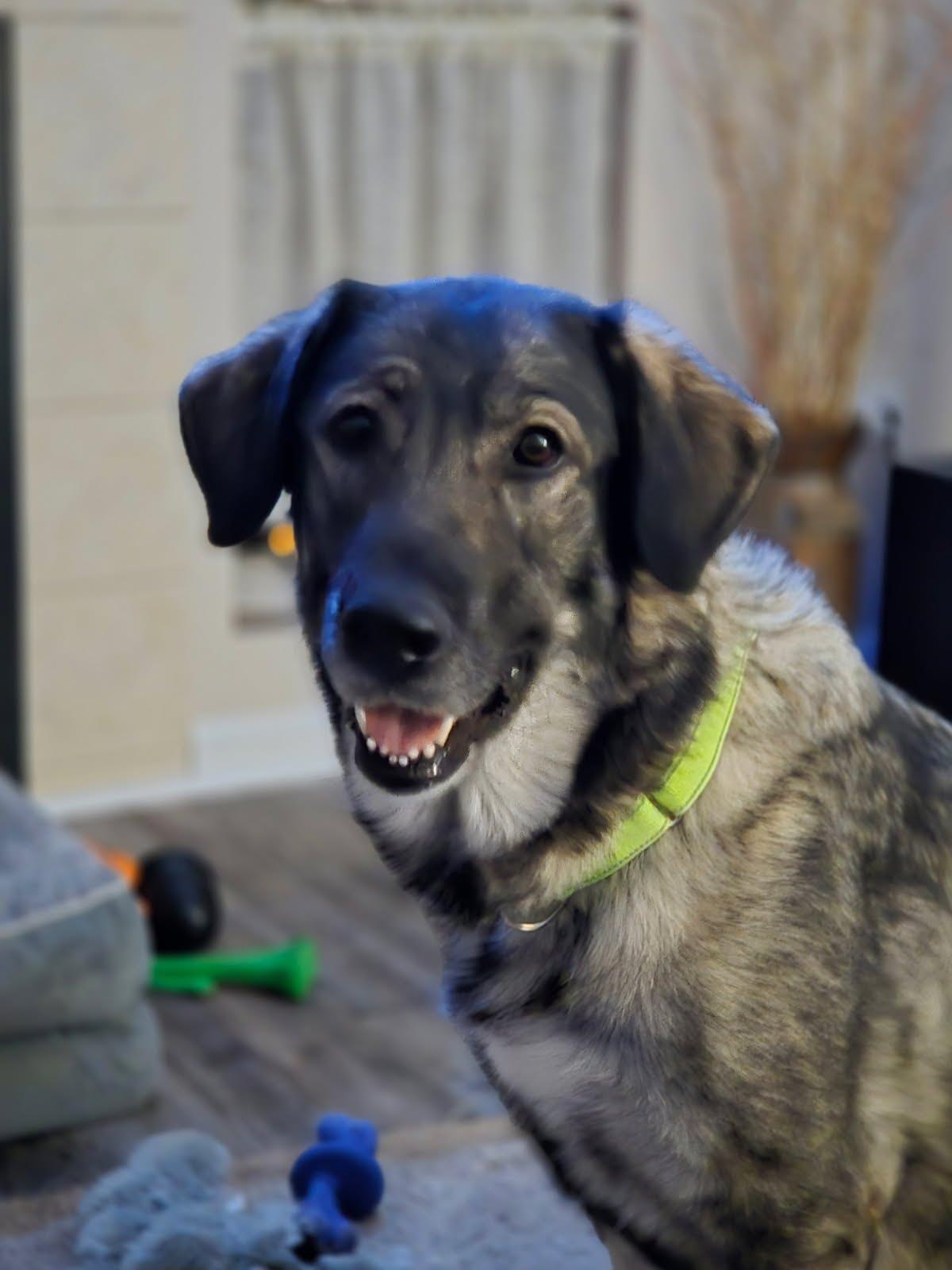 Enlarge Genoa, a Adoptable mixed breed in Oswego, IL image 3/5