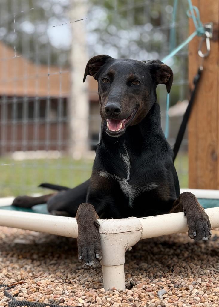 Finley, Adoptable, Puppy Female Hound.