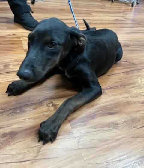 Enlarge Bonnie, a Adoptable Hound in Leander, TX image 1/6