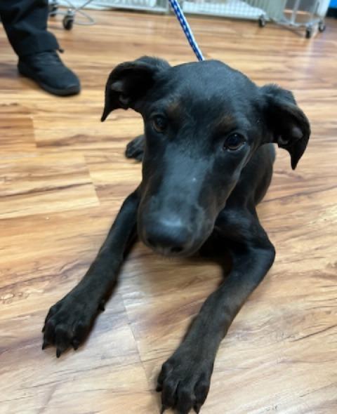 Enlarge Bonnie, a Adoptable Hound in Leander, TX image 2/6