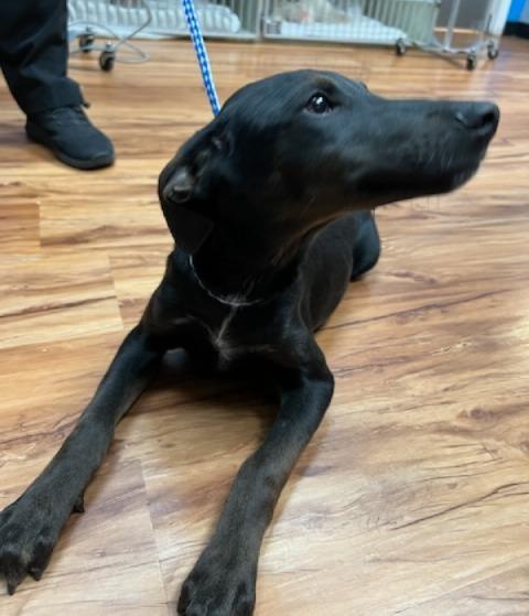 Enlarge Bonnie, a Adoptable Hound in Leander, TX image 3/6