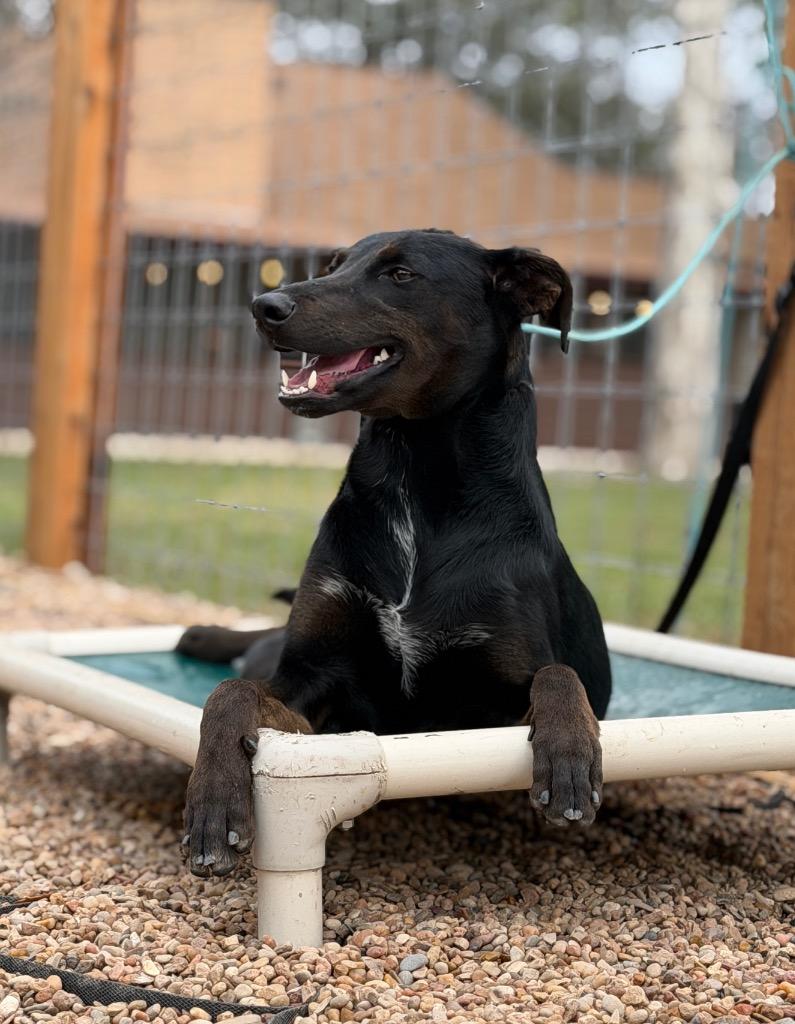 Enlarge Finley, a Adoptable Hound in Leander, TX image 2/6