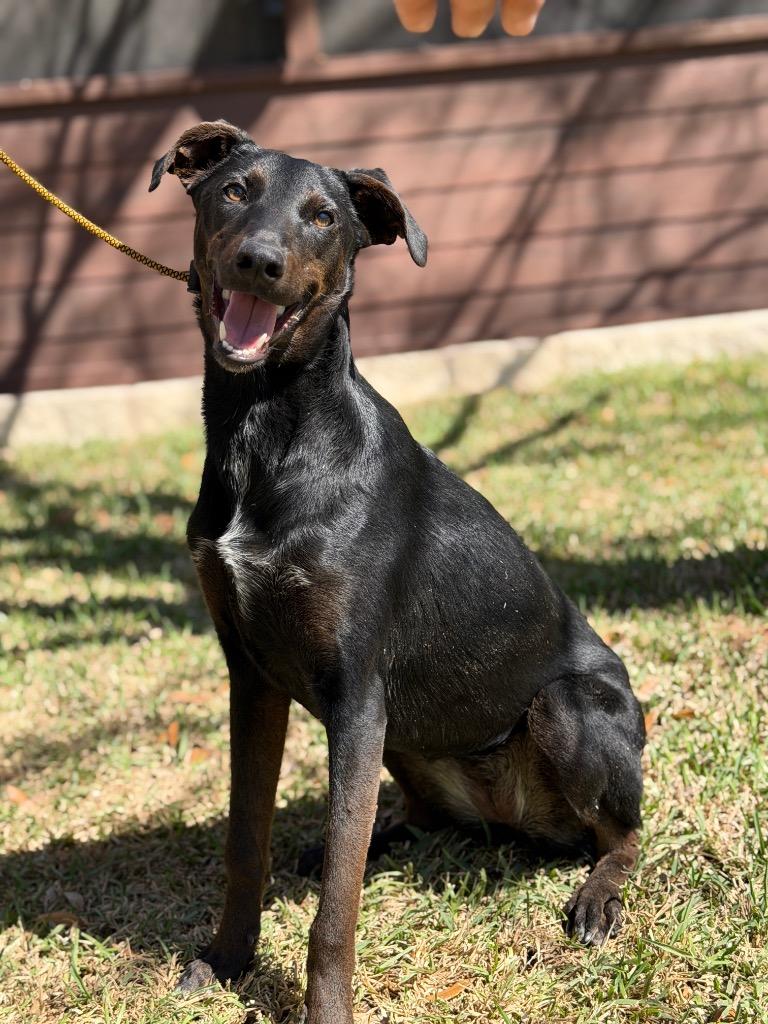 Enlarge Finley, a Adoptable Hound in Leander, TX image 3/6
