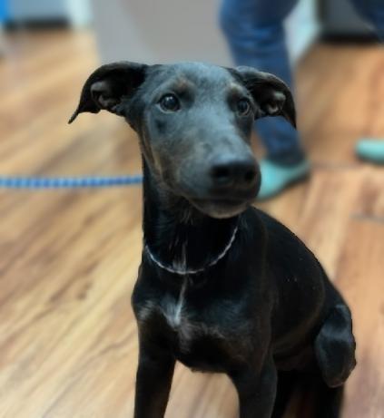 Enlarge Bonnie, a Adoptable Hound in Leander, TX image 4/6