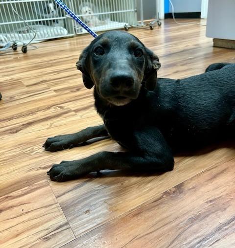 Enlarge Bonnie, a Adoptable Hound in Leander, TX image 5/6