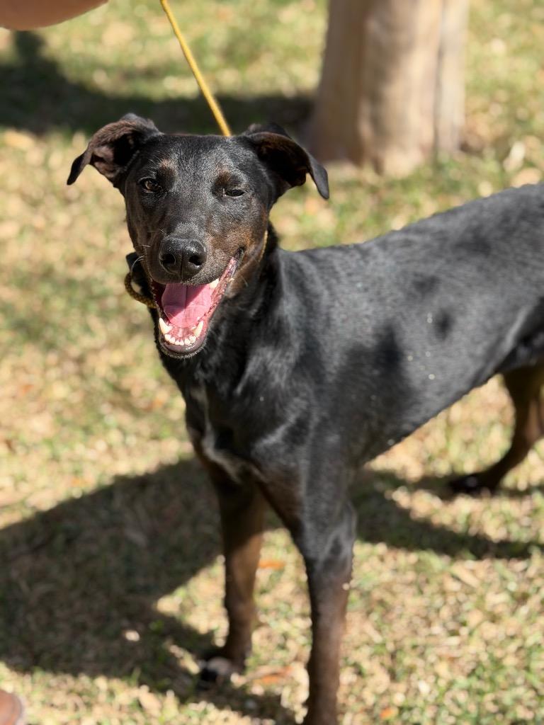Enlarge Finley, a Adoptable Hound in Leander, TX image 4/6