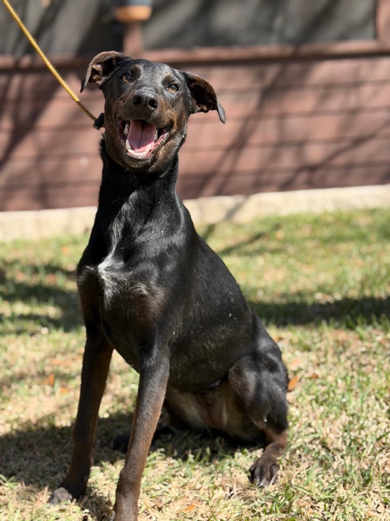 Enlarge Finley, a Adoptable Hound in Leander, TX image 5/6