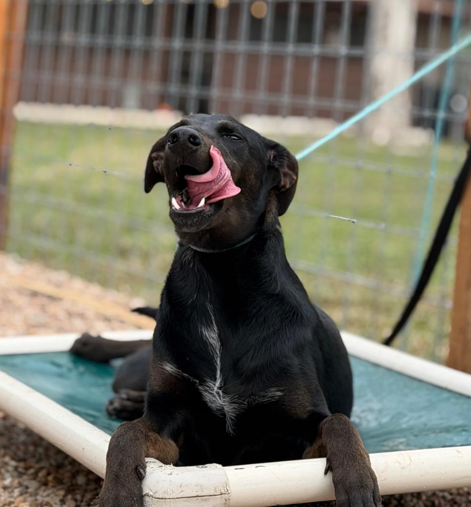 Enlarge Finley, a Adoptable Hound in Leander, TX image 6/6