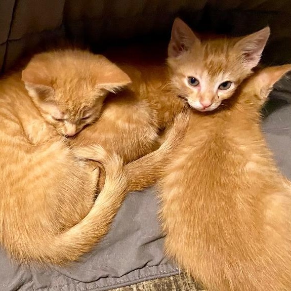 Sunshine, an adoptable Domestic Short Hair in Gastonia, NC image 2/2