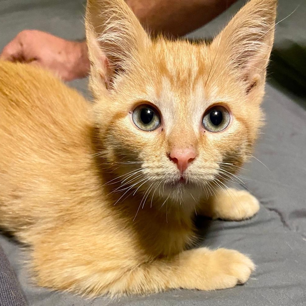 Sunshine, an adoptable Domestic Short Hair in Gastonia, NC image 1/2