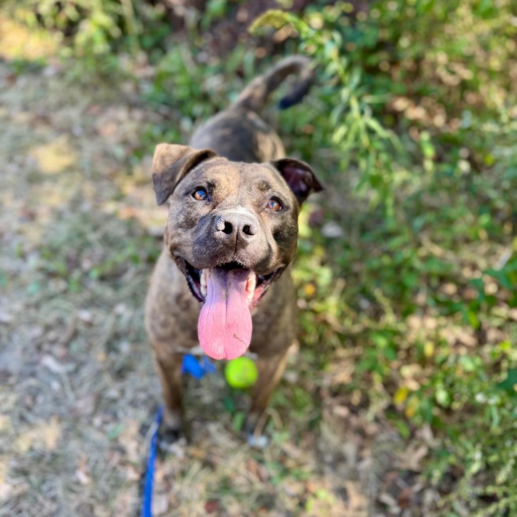 Millie FC Ryan R, Adoptable, Adult Female American Bulldog.