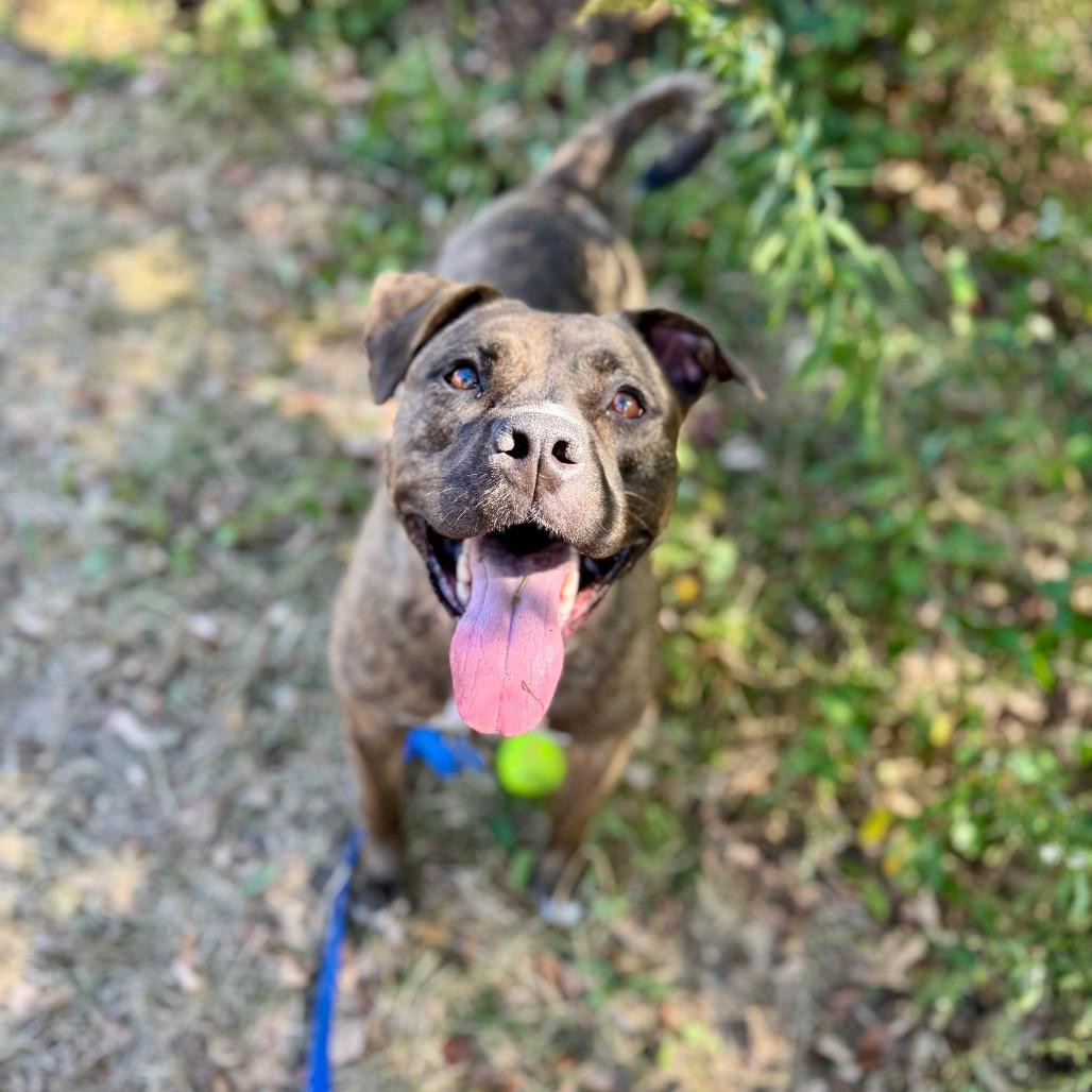 Enlarge Millie FC Ryan R, a Adoptable American Bulldog in Union, MO image 2/6