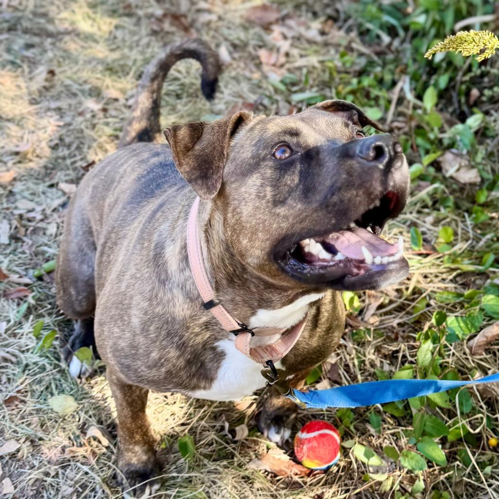 Enlarge Millie FC Ryan R, a Adoptable American Bulldog in Union, MO image 3/6