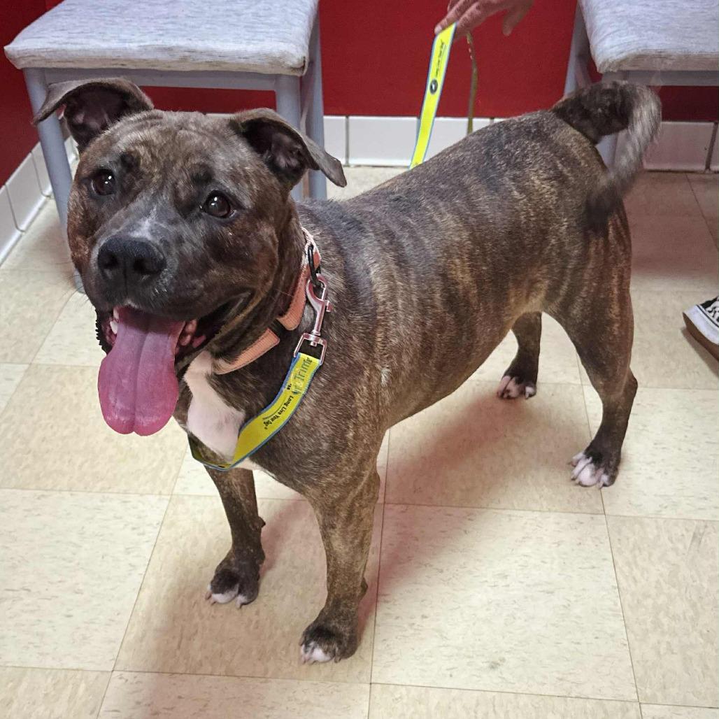Enlarge Millie FC Ryan R, a Adoptable American Bulldog in Union, MO image 4/6