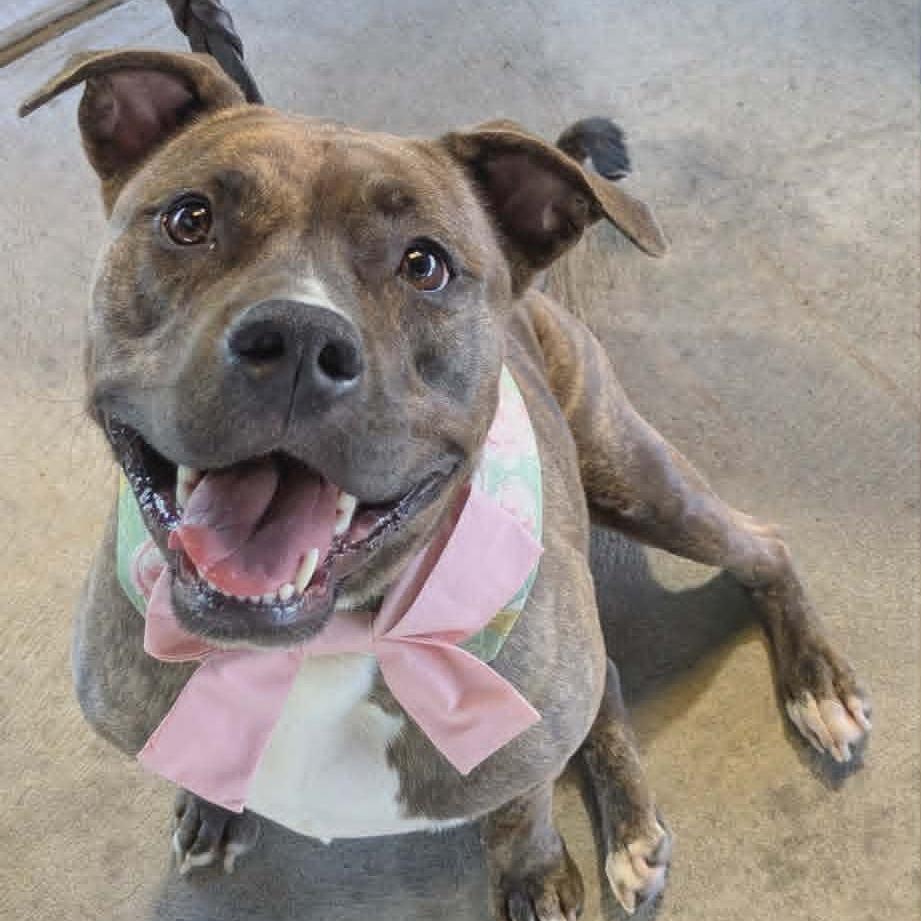 Enlarge Millie FC Ryan R, a Adoptable American Bulldog in Union, MO image 5/6