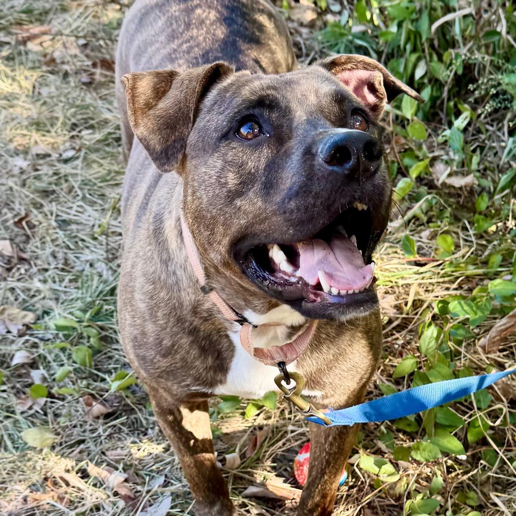 Enlarge Millie FC Ryan R, a Adoptable American Bulldog in Union, MO image 6/6
