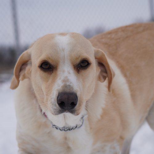 Enlarge Nala, a Adoptable mixed breed in King City, ON image 1/6