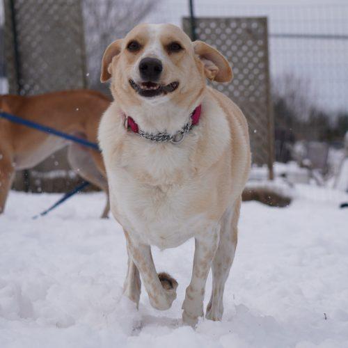 Enlarge Nala, a Adoptable mixed breed in King City, ON image 2/6