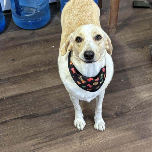 Enlarge Nala, a Adoptable mixed breed in King City, ON image 3/6