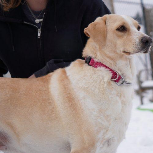 Enlarge Nala, a Adoptable mixed breed in King City, ON image 4/6