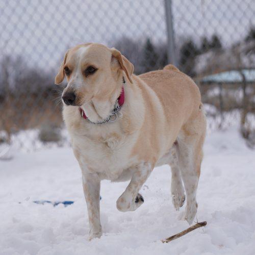 Enlarge Nala, a Adoptable mixed breed in King City, ON image 5/6