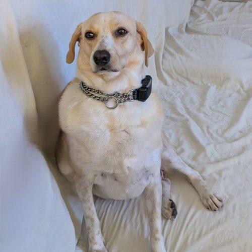 Enlarge Nala, a Adoptable mixed breed in King City, ON image 6/6