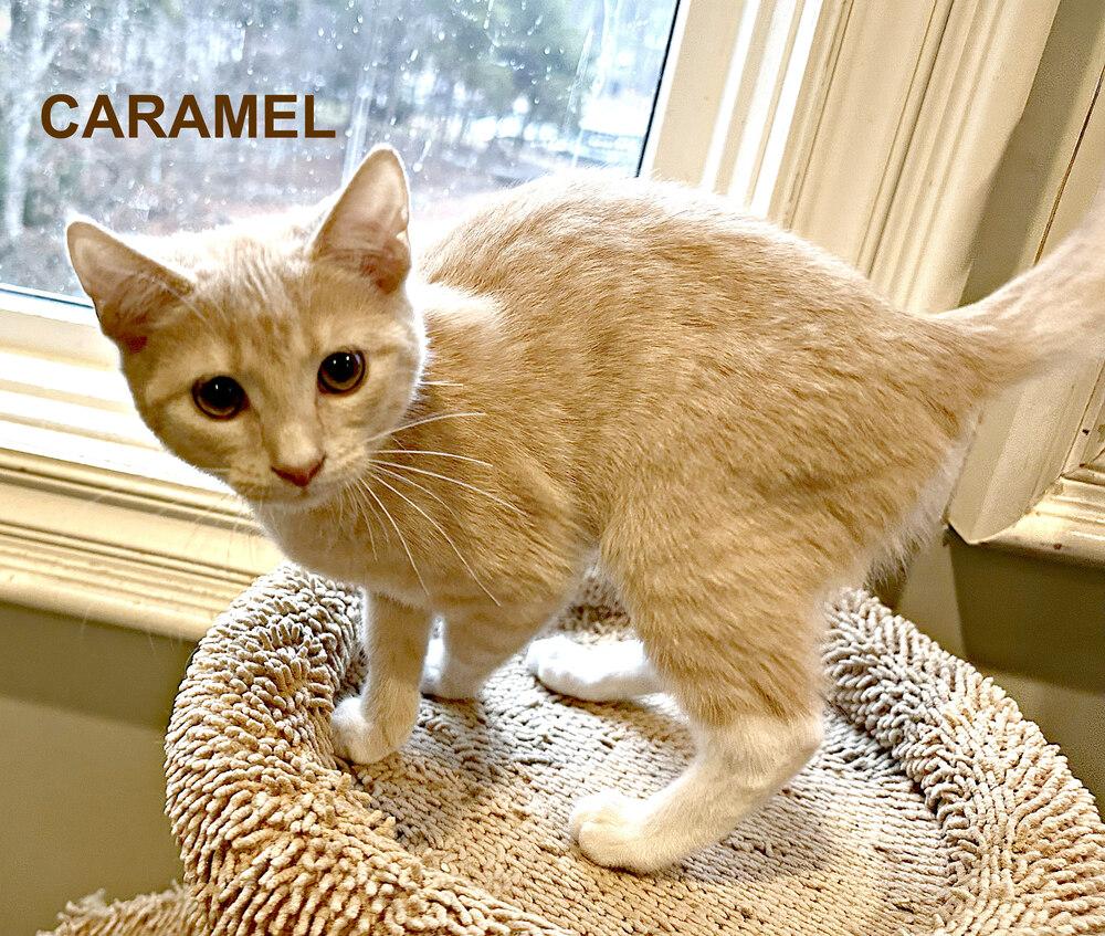 Caramel, Adoptable, Kitten Female Domestic Short Hair.