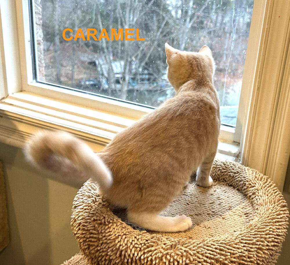 Caramel, a Adoptable mixed breed in Mooresville, NC image 2/2