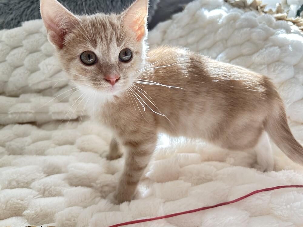 Caramel, Adoptable, Kitten Female Domestic Short Hair.
