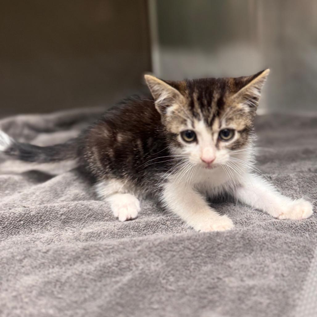 Luci, Adoptable, Kitten Female Domestic Short Hair.