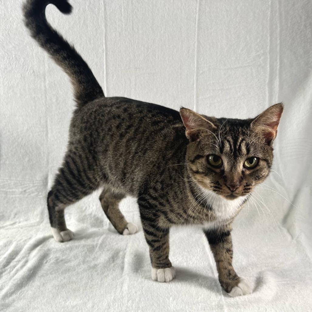 Esme, Adoptable, Adult Female Domestic Short Hair.