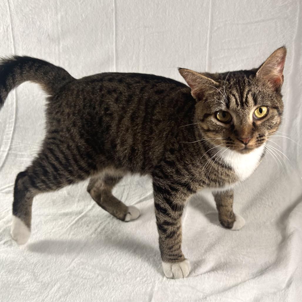 Enlarge Esme, a Adoptable Domestic Short Hair in Johnson City, TN image 2/5