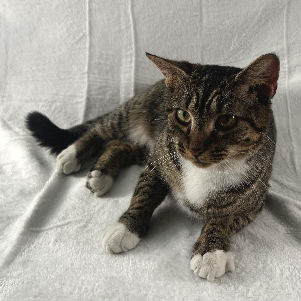 Enlarge Esme, a Adoptable Domestic Short Hair in Johnson City, TN image 3/5