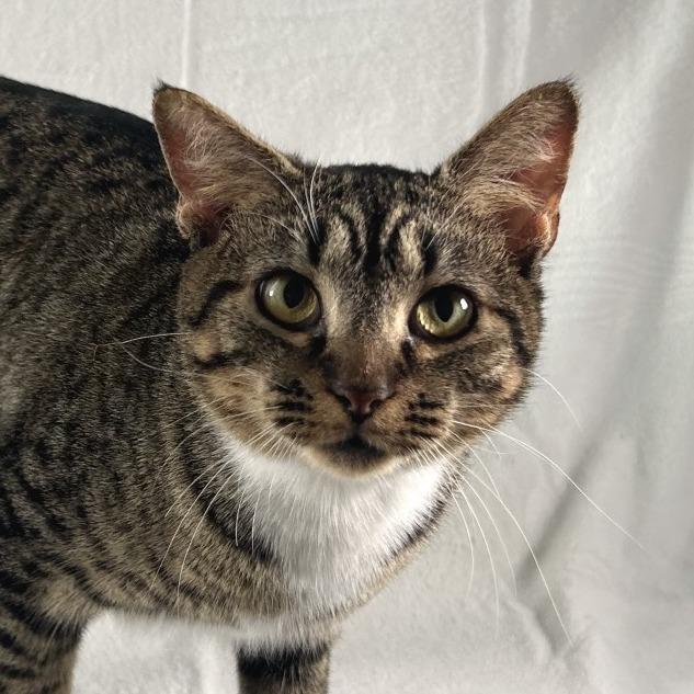 Enlarge Esme, a Adoptable Domestic Short Hair in Johnson City, TN image 4/5