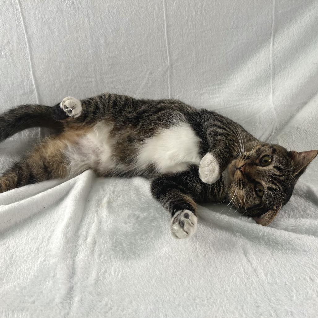 Enlarge Esme, a Adoptable Domestic Short Hair in Johnson City, TN image 5/5