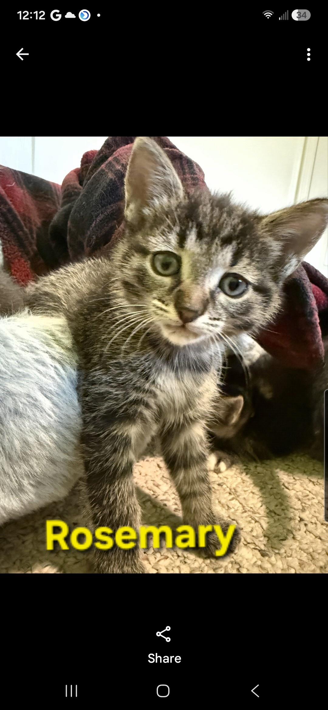 Enlarge Rosemary (siblings are Basil, Fennel, Dill & Sage), a Adoptable Tabby in Brighton, MI image 5/6
