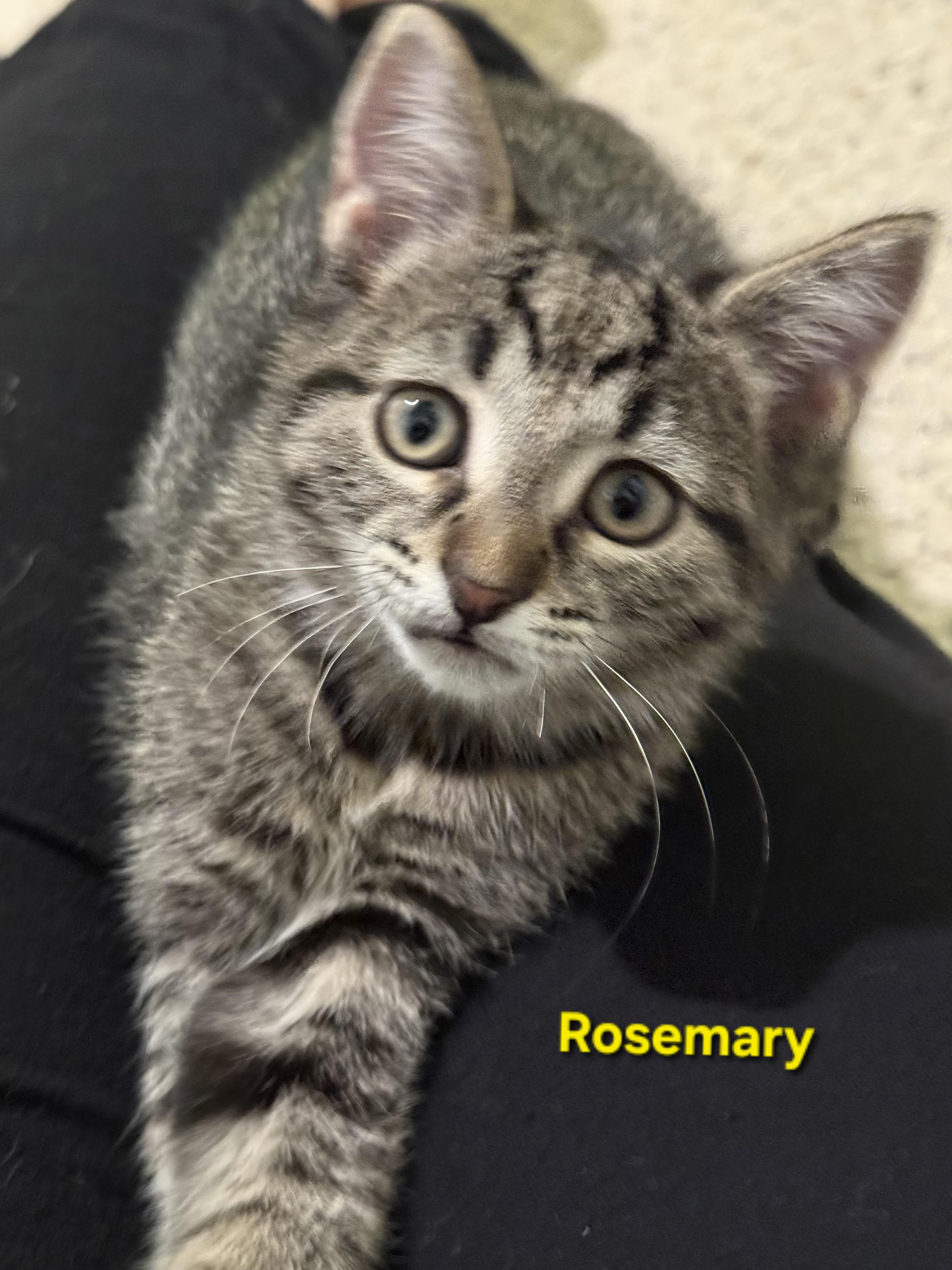 Enlarge Rosemary (siblings are Basil, Fennel, Dill & Sage), a Adoptable Tabby in Brighton, MI image 1/6
