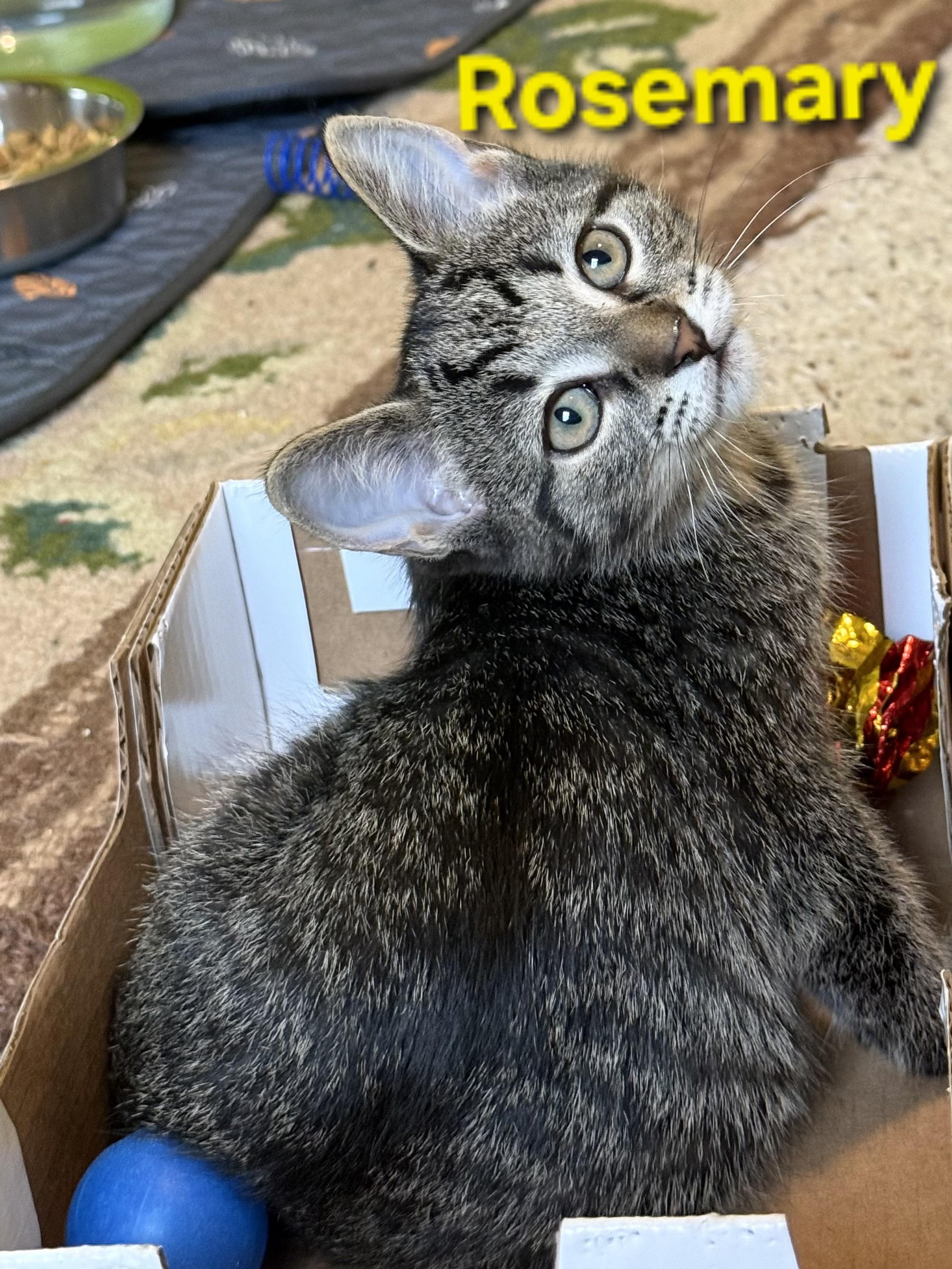 Enlarge Rosemary (siblings are Basil, Fennel, Dill & Sage), a Adoptable Tabby in Brighton, MI image 2/6