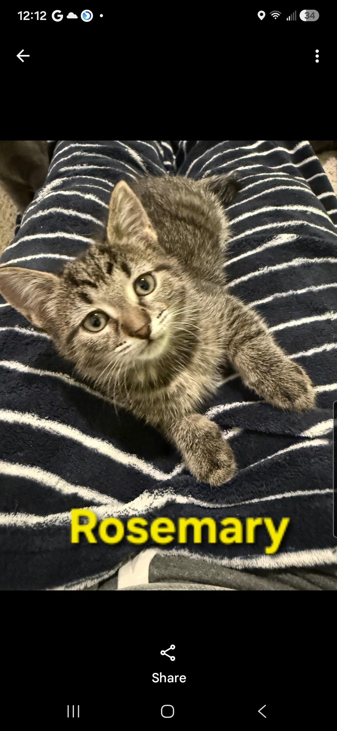 Enlarge Rosemary (siblings are Basil, Fennel, Dill & Sage), a Adoptable Tabby in Brighton, MI image 4/6