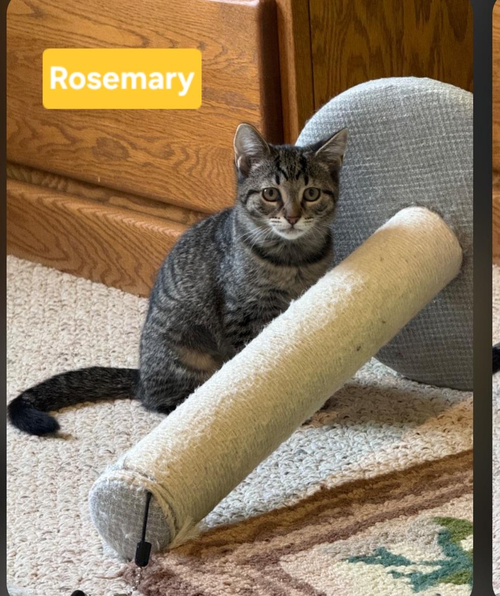 Enlarge Rosemary (siblings are Basil, Fennel& Sage), a Adoptable Tabby in Brighton, MI image 6/6