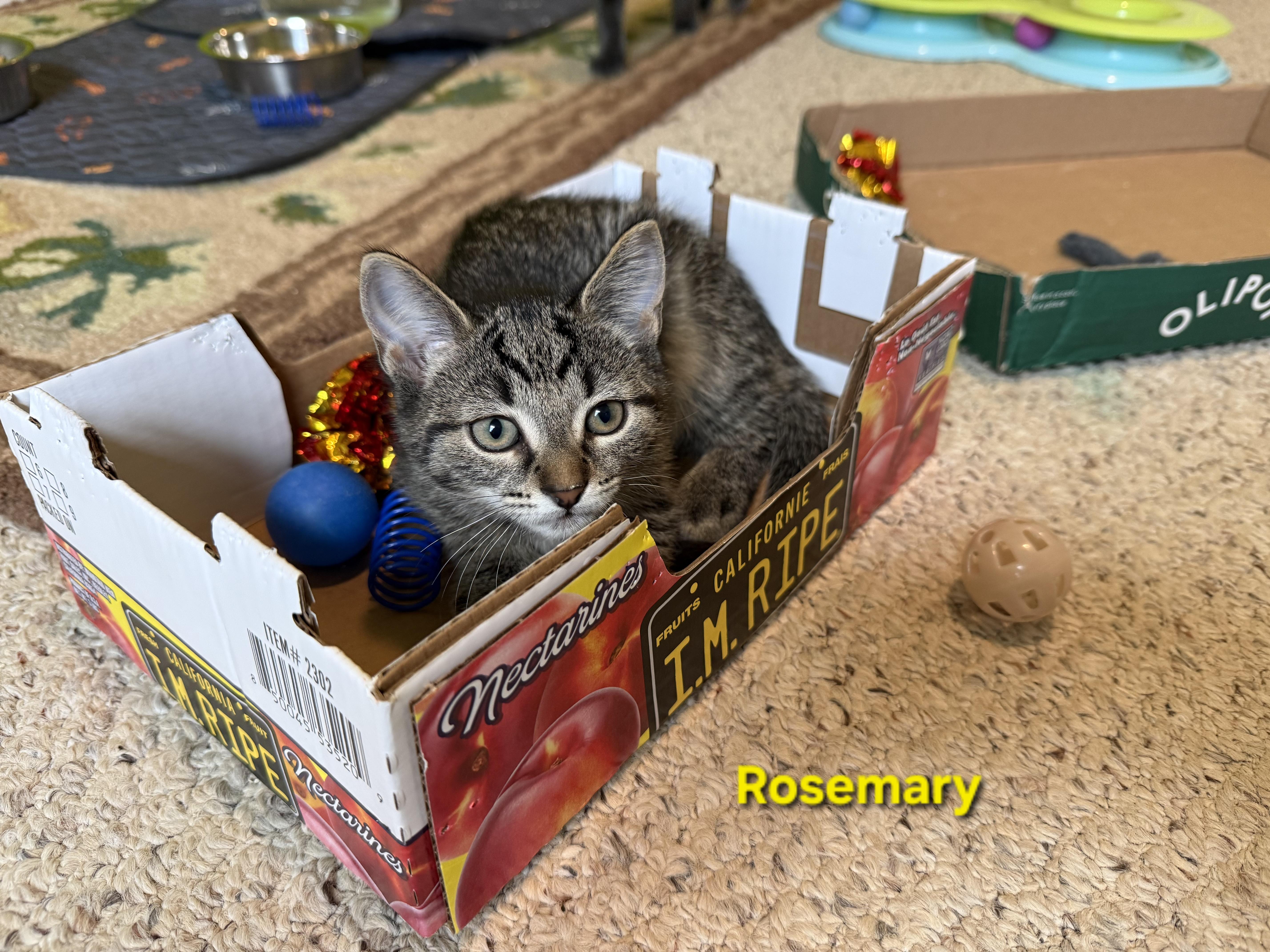 Enlarge Rosemary (siblings are Basil, Fennel, Dill & Sage), a Adoptable Tabby in Brighton, MI image 6/6