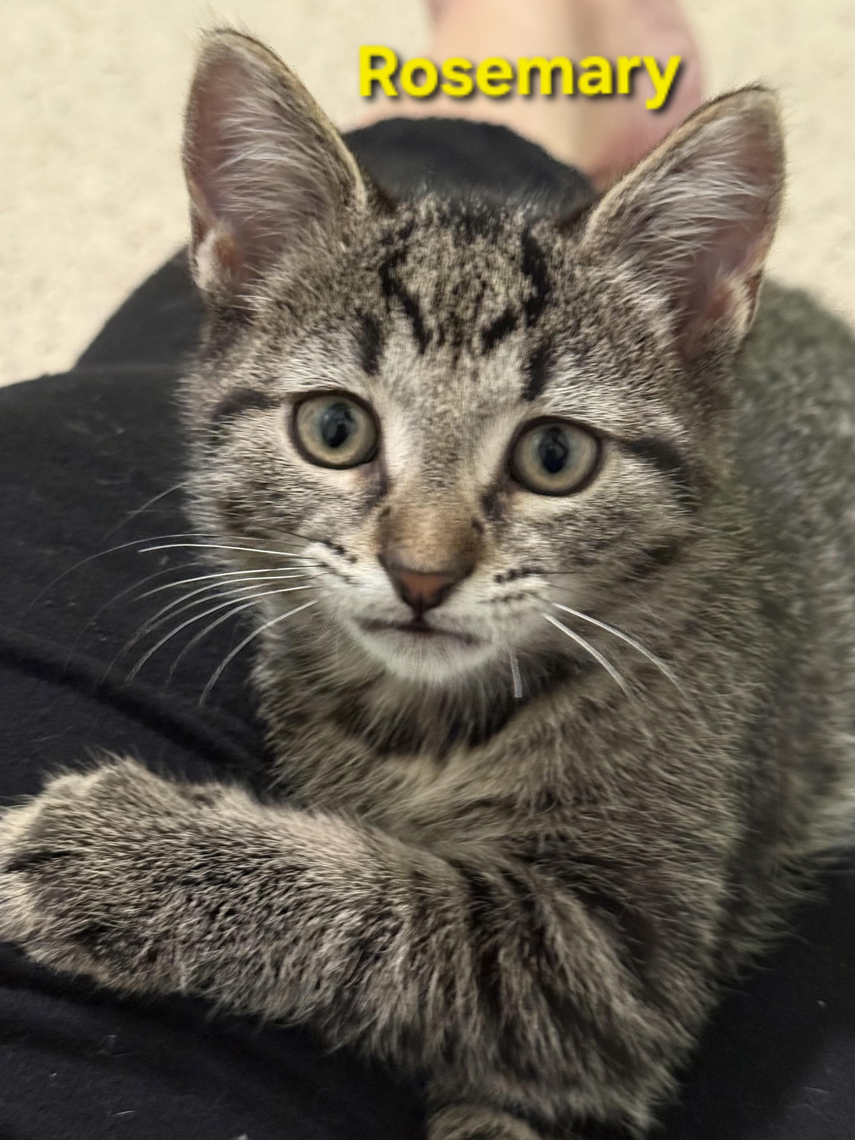 Enlarge Rosemary (siblings are Basil, Fennel, Dill & Sage), a Adoptable Tabby in Brighton, MI image 3/6