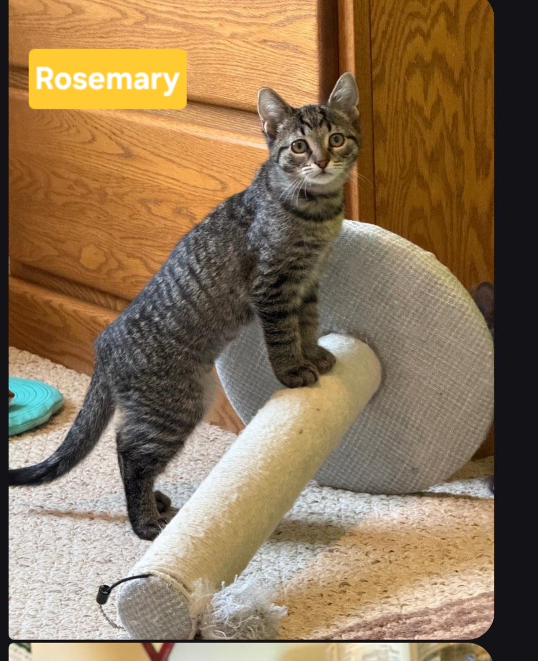 Enlarge Rosemary (siblings are Basil, Fennel& Sage), a Adoptable Tabby in Brighton, MI image 2/6