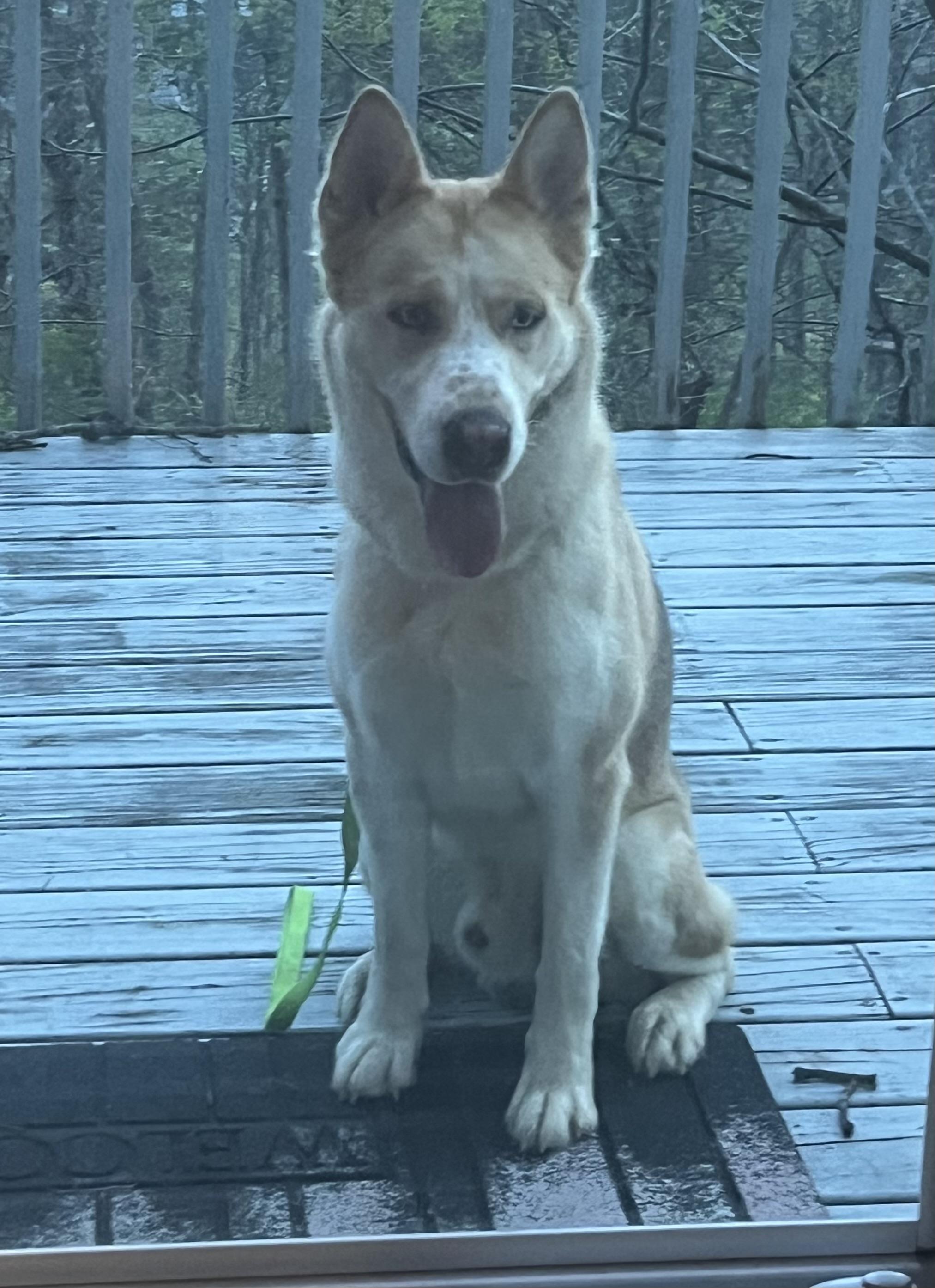 Buddy, a ADOPTABLE Siberian Husky in York, PA image 4/6