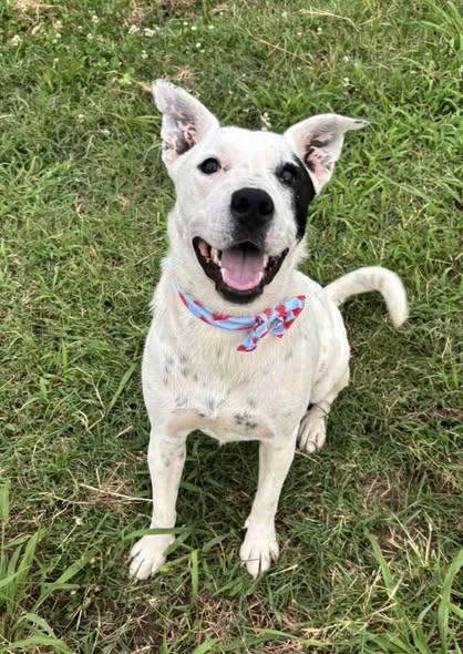 Enlarge April, a Adoptable mixed breed in Okemah, OK image 1/6