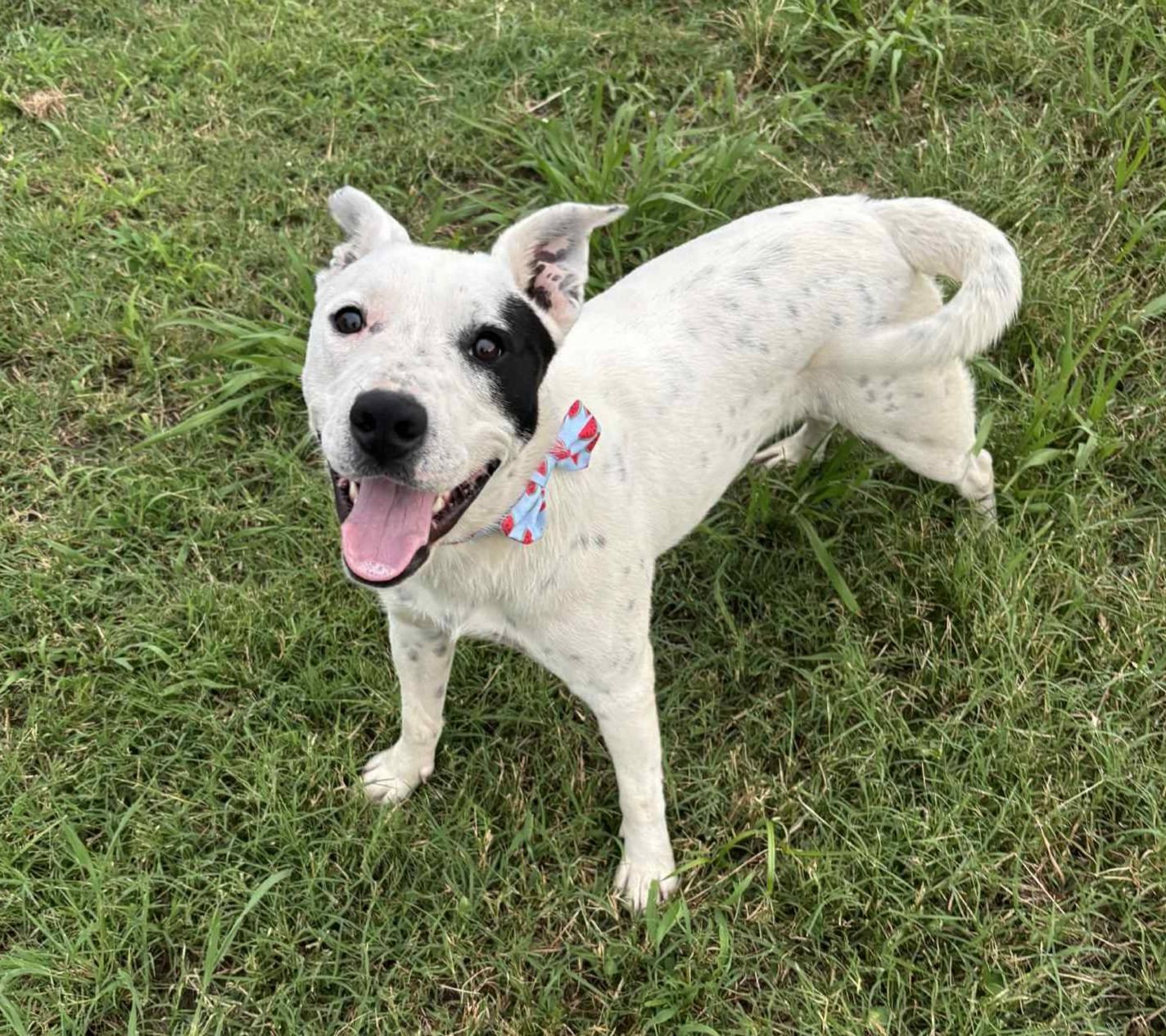Enlarge April, a Adoptable mixed breed in Okemah, OK image 2/6
